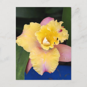 Pastel Pink and Yellow Orchid  Postcard