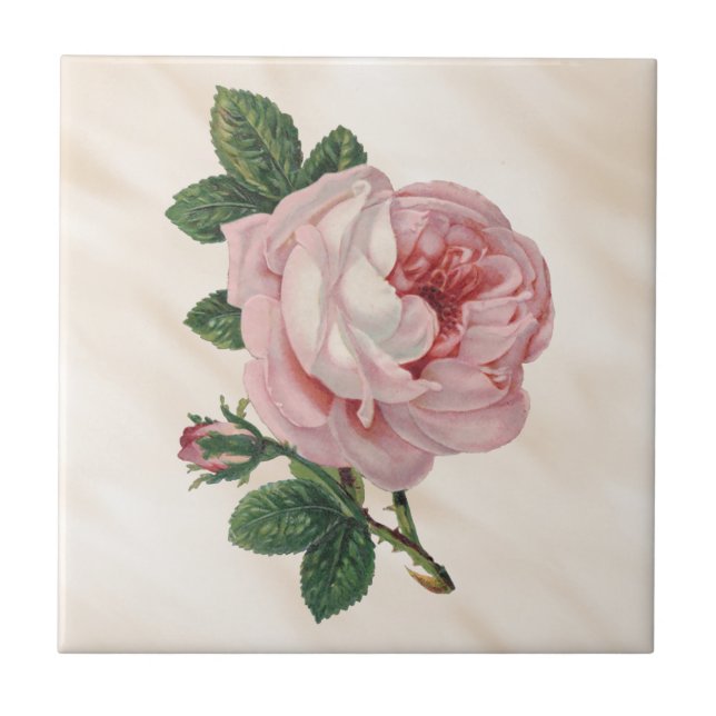 Pastel Pink Cabbage Rose Satin Antique Misty White Ceramic Tile (Front)