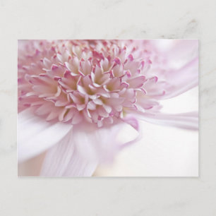 Pastel Pink Flower Postcard