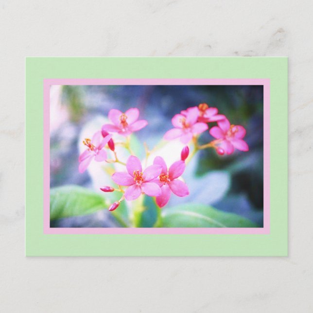 Pastel Pink Flowers Postcard (Front)