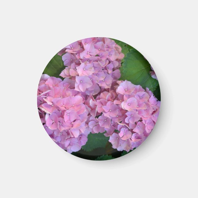 Pastel pink Hortensia hydrangea bloom  Magnet (Front)