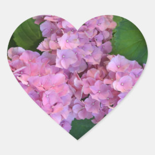 Pastel pink Hortensia hydrangea flowers Heart Sticker