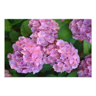 Pastel pink Hortensia hydrangea flowers Photo Print
