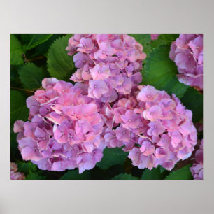 Pastel pink Hortensia hydrangea flowers Poster