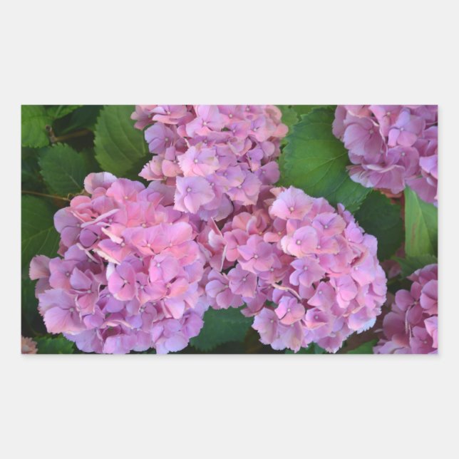 Pastel pink Hortensia hydrangea flowers   Rectangular Sticker (Front)