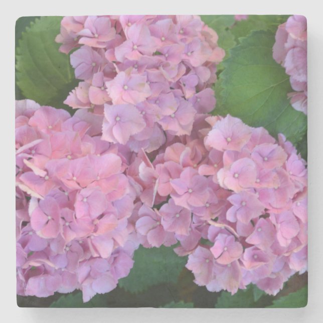 Pastel pink Hortensia hydrangea flowers    Stone Coaster (Front)