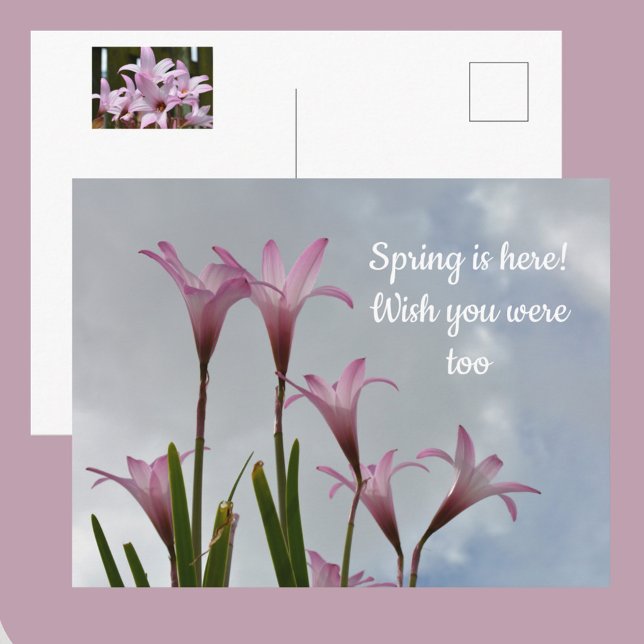 Pastel Pink Rain Lilies Floral Missing You Postcard (Creator Uploaded)
