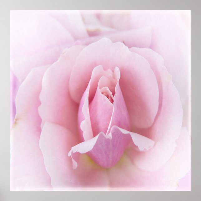 Pastel Pink Rose Poster (Front)