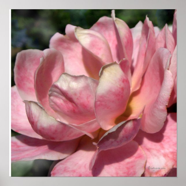 Pastel Pink Rose Poster Print (Front)