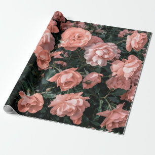 Pastel pink roses growing in the garden in soft li wrapping paper