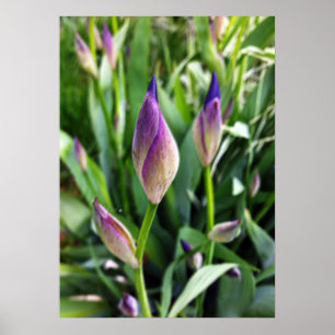 pastel purple buds poster