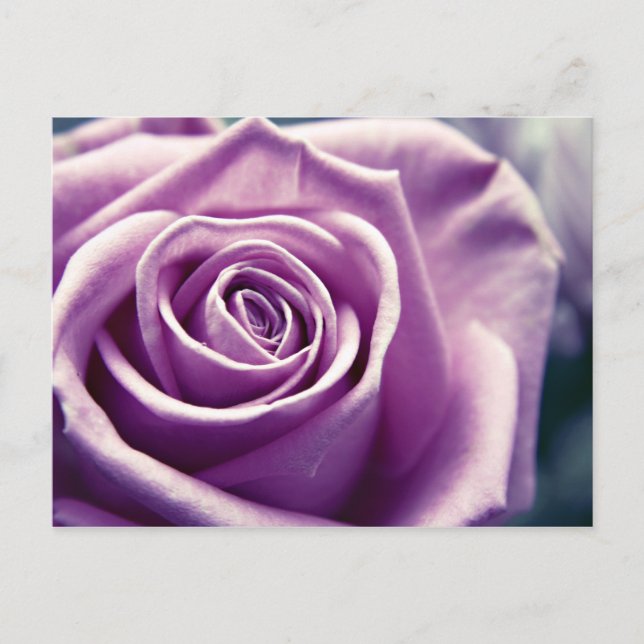 Pastel Rose postcard (muted lilac) (Front)