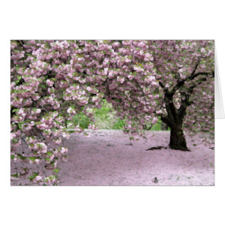 Pastel Serenity