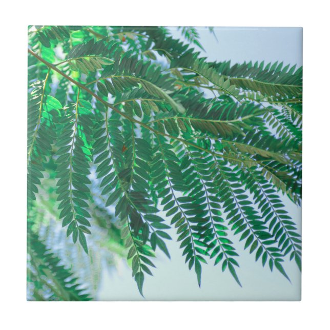 Pastel Theme Jacaranda Tree Leaves Ceramic Tile (Front)