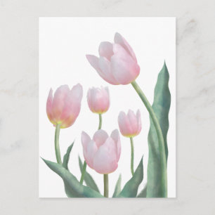 Pastel Tulip Floral Design Postcard