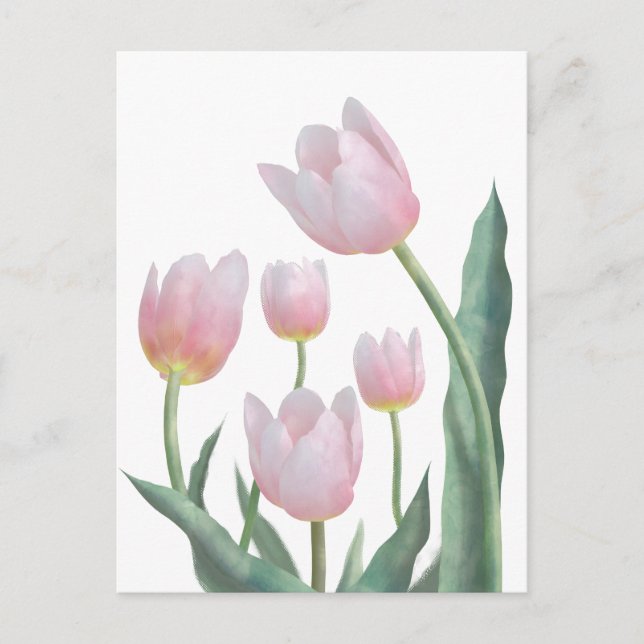 Pastel Tulip Floral Design Postcard (Front)