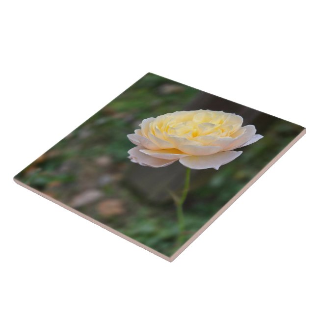 Pastel Yellow Pink Rose Ceramic Tile (Side)