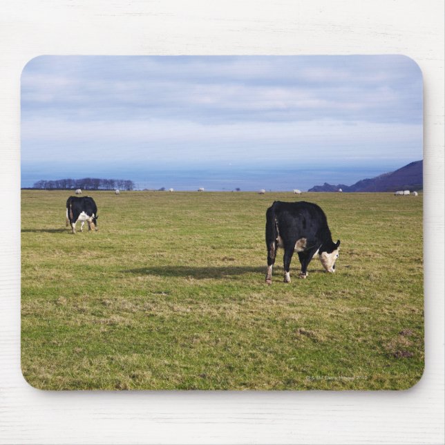 Pastoral scene of cows in field overlooking mouse pad (Front)
