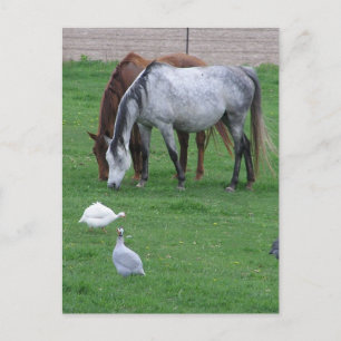 Pasture Postcards #1