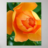 Pat Austin Rose