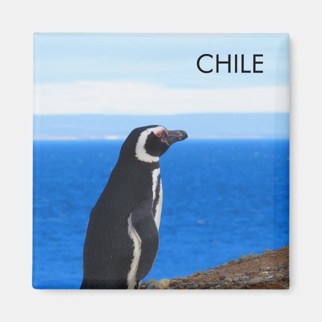 Patagonia Chile Penguin Magnet (Front)