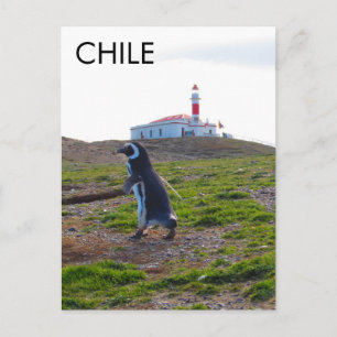 Patagonia Chile Penguin - Vertical Postcard