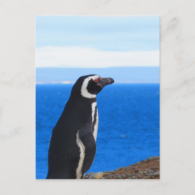 Patagonia Penguin Postcard (Front)