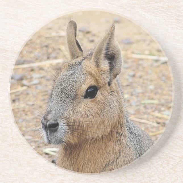 PATAGONIAN MARA COASTER (Front)