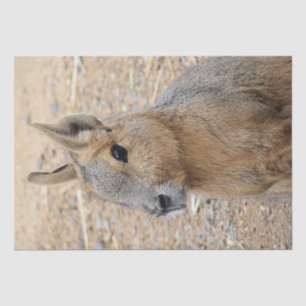 PATAGONIAN MARA TISSUE PAPER
