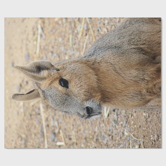 PATAGONIAN MARA   WRAPPING PAPER (Flat)