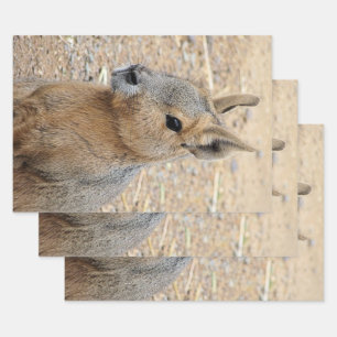 PATAGONIAN MARA   WRAPPING PAPER SHEET