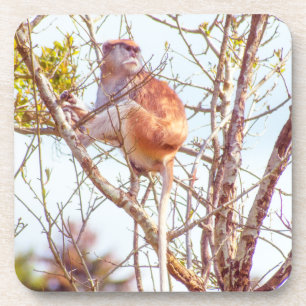 Patas is Up a Tree Coaster