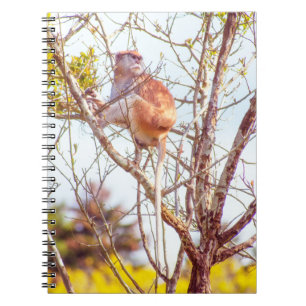 Patas is Up a Tree Notebook