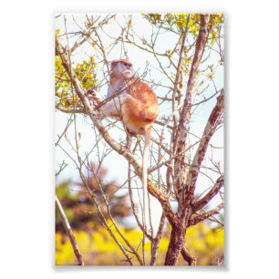 Patas is Up a Tree Photo Print