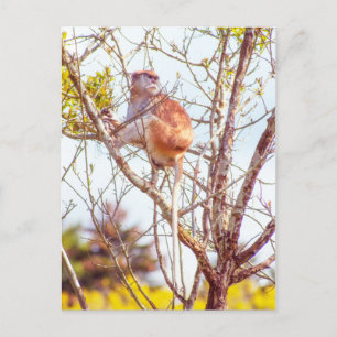 Patas is Up a Tree Postcard