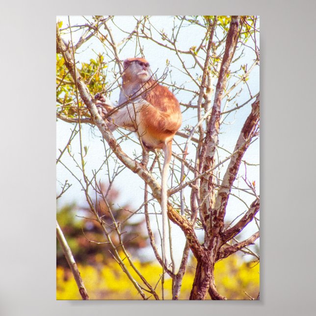 Patas is Up a Tree Poster (Front)