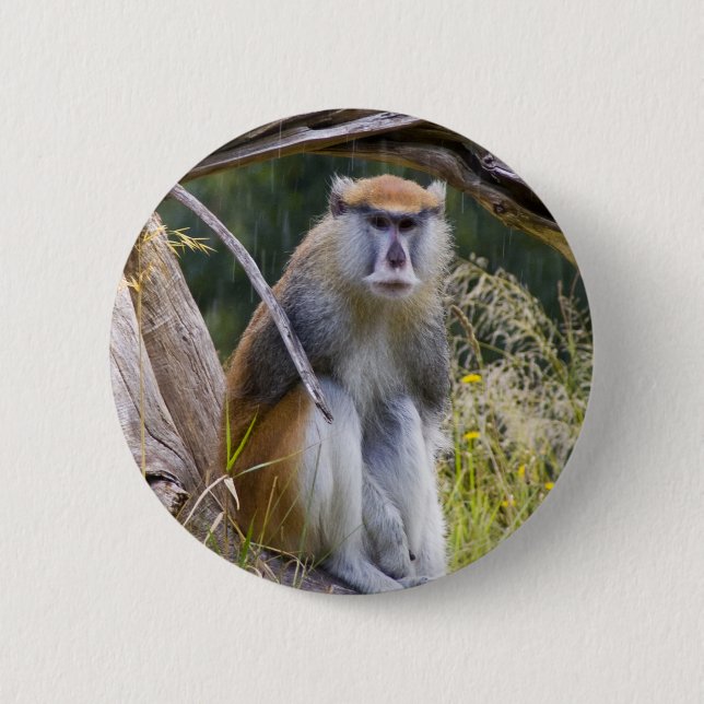 Patas Monkey 6 Cm Round Badge (Front)