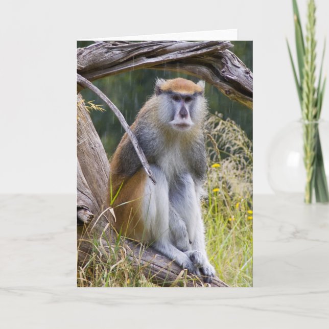 Patas Monkey Card (Front)