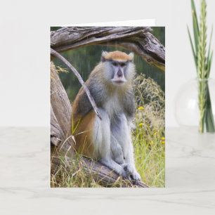 Patas Monkey Card
