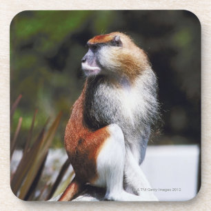 Patas monkey coaster