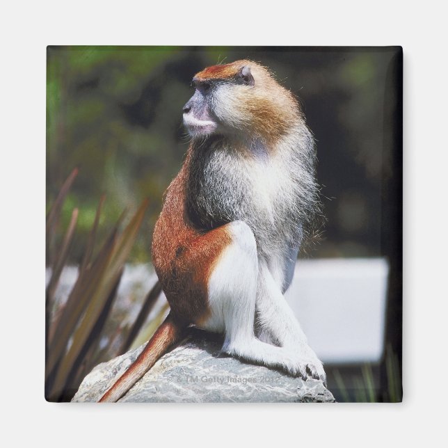 Patas monkey magnet (Front)