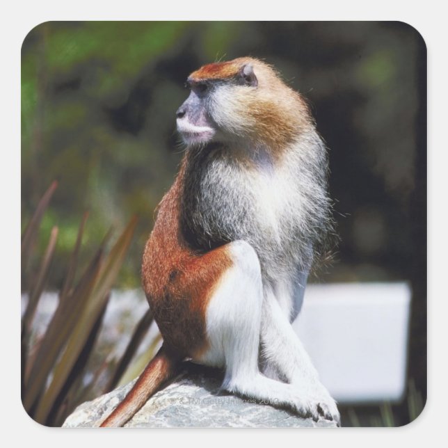 Patas monkey square sticker (Front)