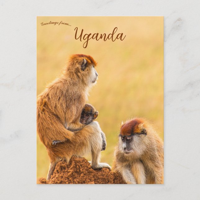 Patas Monkeys in Uganda Postcard (Front)
