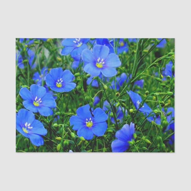 Patch of Blue Flax Linum Flowers-TISSUE WRAP PAPER (Front)