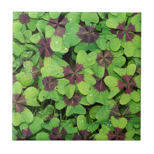 Patch of Four Leaf Clover, Sorrel, with Dew Ceramic Tile