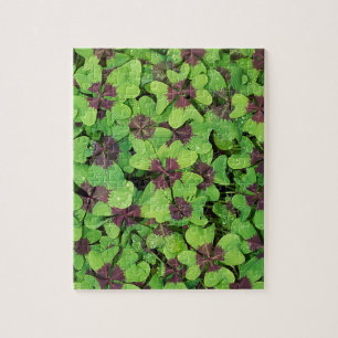 Patch of Four Leaf Clover, Sorrel, with Dew Jigsaw Puzzle