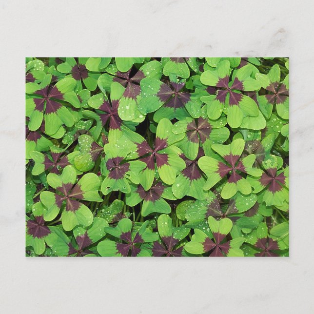 Patch of Four Leaf Clover, Sorrel, with Dew Postcard (Front)