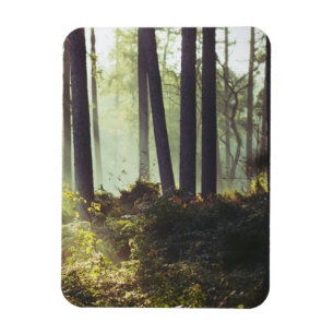 Patch of Underbrush in the Forest Magnet