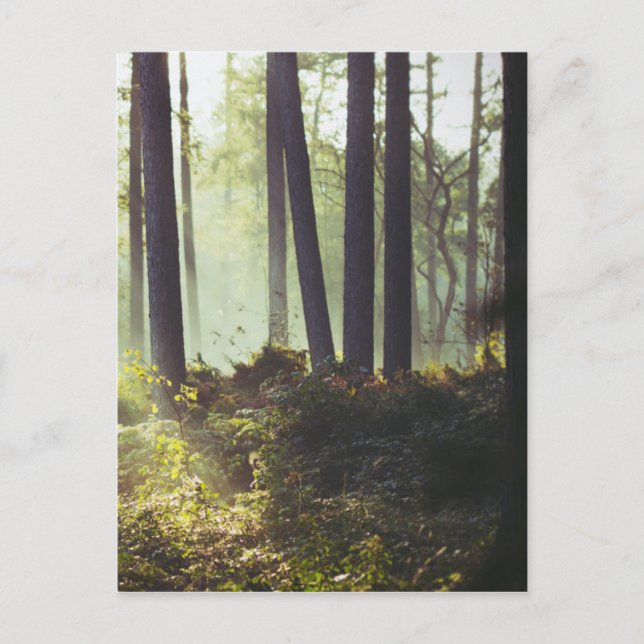 Patch of Underbrush in the Forest Postcard (Front)