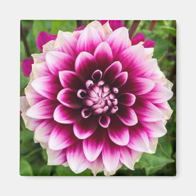 Patches Dahlia Magnet (Front)